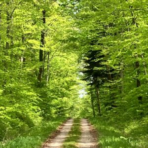 foret 1 1024x1024