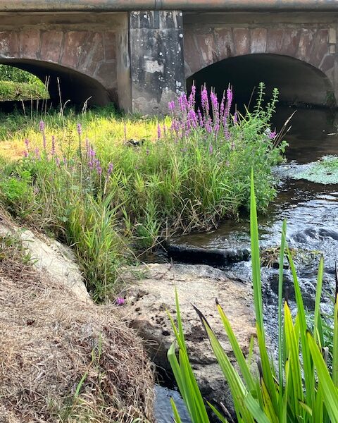 rivière pont